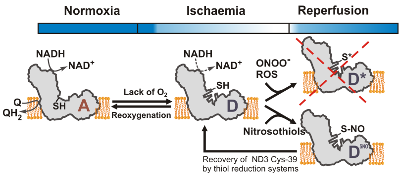 A/D transition, Complex I, nitrosation, conformational change, ischemia, hypoxia, mitochondria